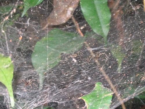 Agelena sp.