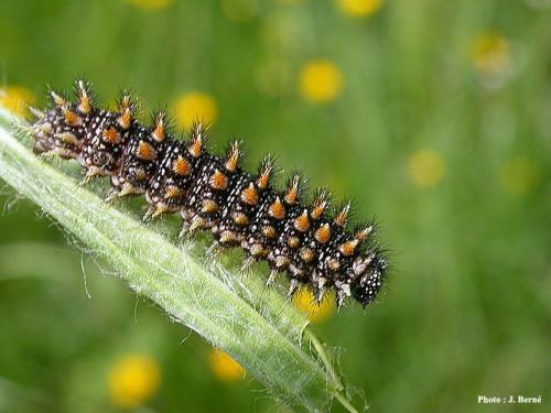 Melitaea parthenoides