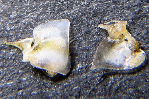 Réf. 16 132 : Trachelipus rathkii