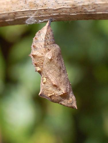 Vanessa itea