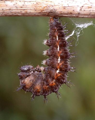 Vanessa itea
