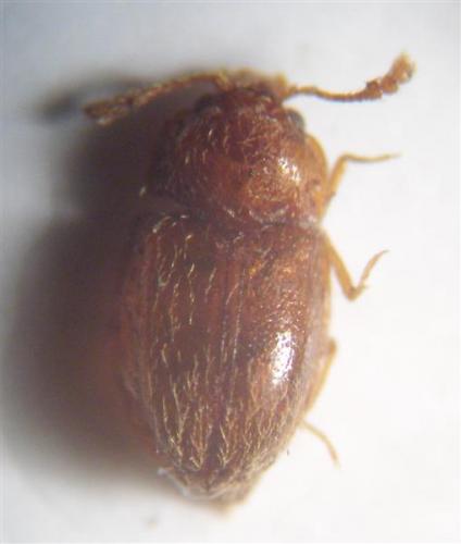 Symbiotes gibberosus