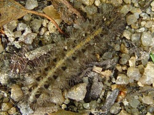 Diaphora sp.