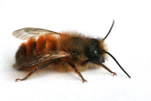 Réf. 16 961 : Osmia bicornis