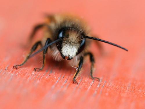 Réf. 16 962 : Osmia bicornis