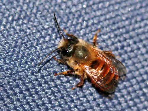 Réf. 16 963 : Osmia bicornis