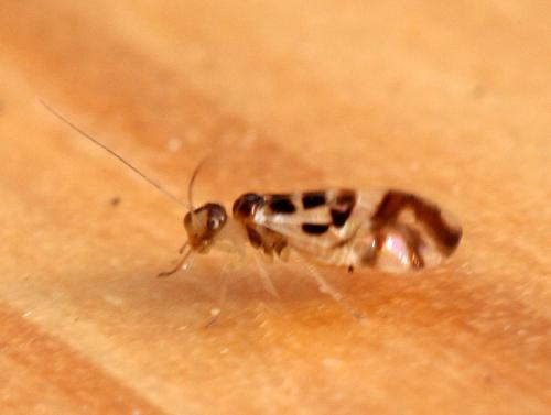 Graphopsocus cruciatus