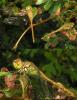 Sympetrum striolatum