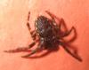 Nuctenea umbratica