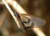 16301 – Photo : Vincent Nicolas – Mayotte