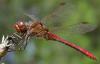 16361 – Photo : Arthropa - Benoit Martha – France (20)