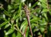 16368 – Photo : Arthropa - Benoit Martha – France (20)