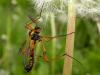 16882 – Photo : Arthropa - Benoit Martha – France (21)