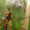 16883 – Photo : Arthropa - Benoit Martha – France (21)