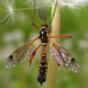 16884 – Photo : Arthropa - Benoit Martha – France (21)