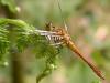 16363 – Photo : Arthropa - Benoit Martha – France (78)