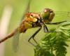 16364 – Photo : Arthropa - Benoit Martha – France (78)