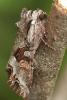 16575 – Photo : Arthropa - Benoit Martha – France (21)