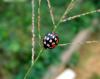 16100 – Photo : pauline montecot – Gabon