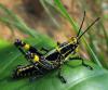 16087 – Photo : pauline montecot – Gabon