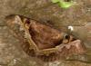 16331 – Photo : Vincent Nicolas – Mayotte