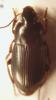 Harpalus sp.