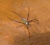 16085 – Photo : pauline montecot – Gabon