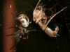 16499 – Photo : Anthony Bain – Madagascar