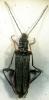 Oedemera flavipes
