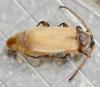 Pyrrhidium sanguineum