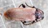 Pyrrhidium sanguineum