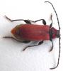 Pyrrhidium sanguineum