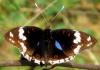 16099 – Photo : pauline montecot – Gabon