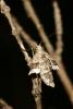 16009 – Photo : Yann Baillet – France (38)