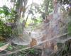 16081 – Photo : pauline montecot – Gabon