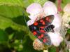 16544 – Photo : Eric SYLVESTRE – France (66)