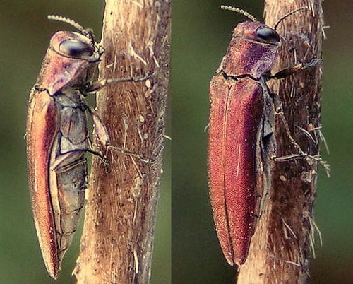 bobgaia - Agrilus (Sinuatiagrilus) sinuatus - réf. 16148 (500 x 402 pixels, 71 ko)