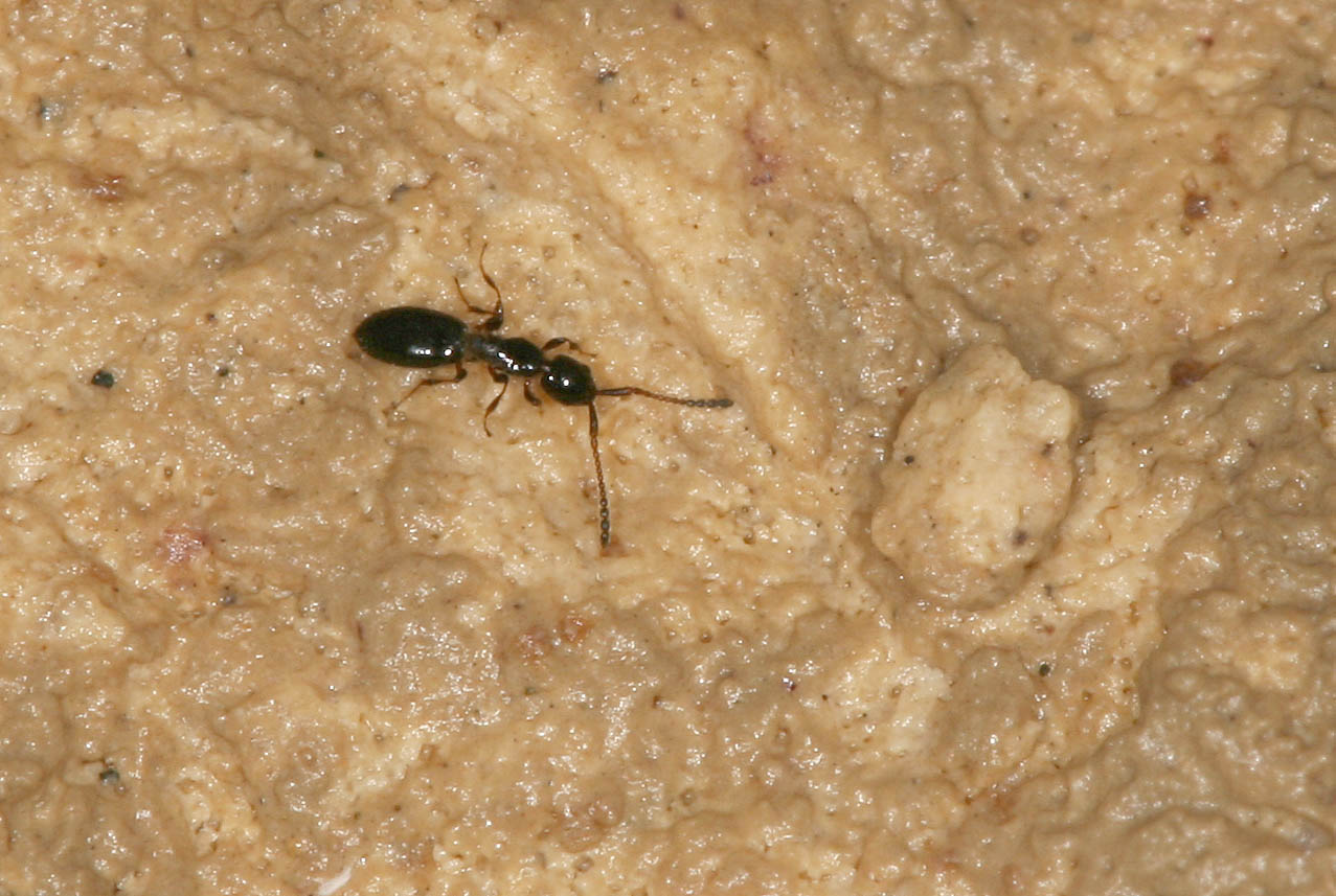 Ollivier - Platymischus dilatatus - réf. 16554 (1277 x 857 pixels, 173 ko)
