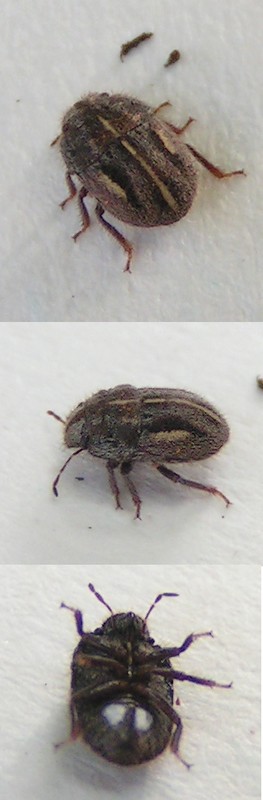 bobgaia - Odontoscelis (Odontoscelis) lineola - réf. 16519 (263 x 800 pixels, 40 ko)