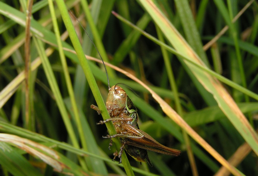 bobgaia - Roeseliana roeselii - réf. 16537 (1024 x 698 pixels, 128 ko)