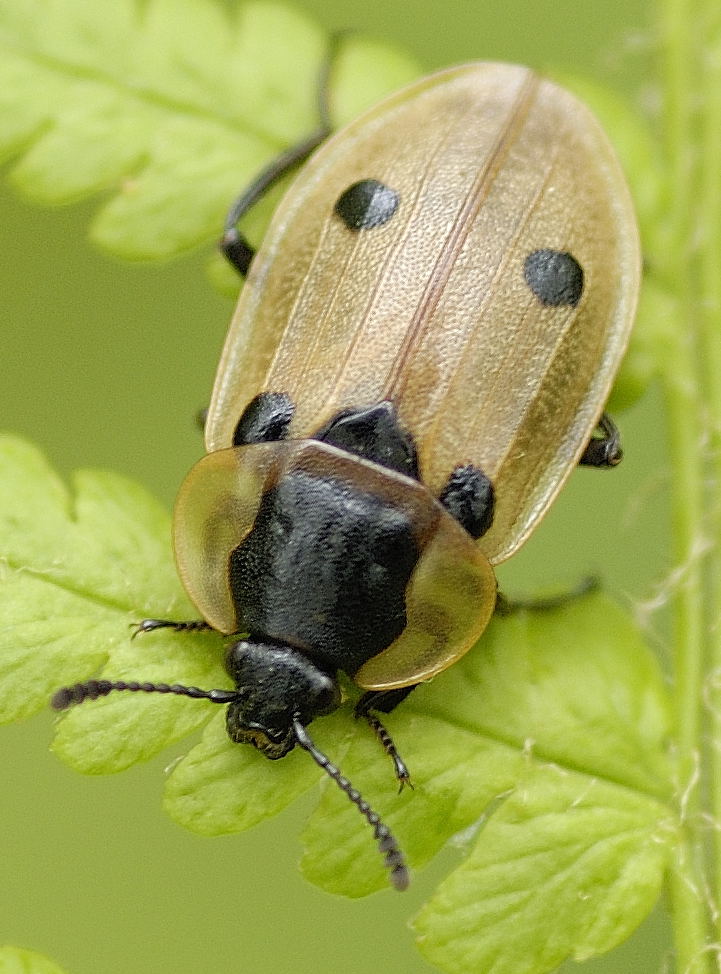 Francois Calame - Dendroxena quadrimaculata - réf. 16637 (721 x 974 pixels, 130 ko)