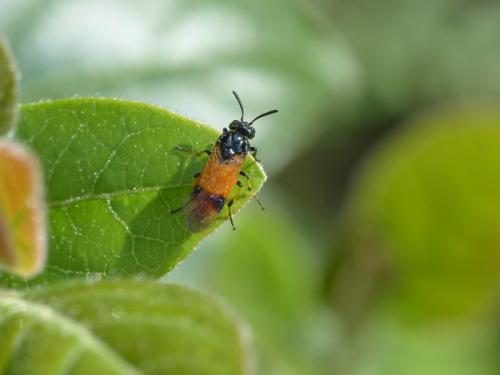 Arge cyanocrocea