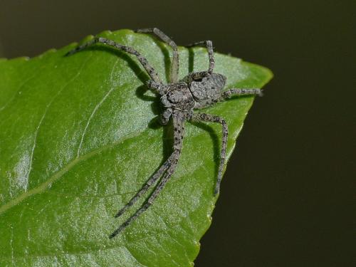 Philodromus sp.