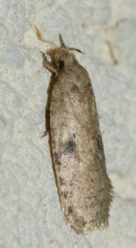 Réf. 160 577 : Agonopterix propinquella