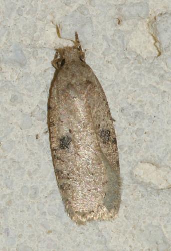 Réf. 160 576 : Agonopterix propinquella