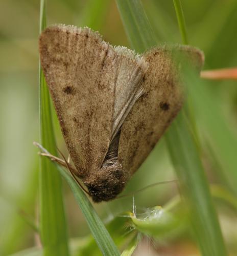 Réf. 160 171 : Athetis pallustris