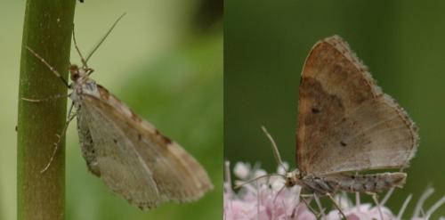 Réf. 160 278 : Xanthorhoe montanata