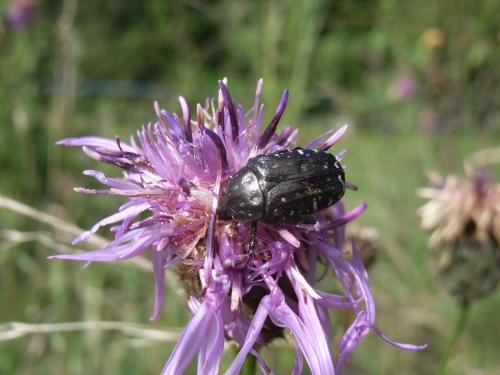 Oxythyrea funesta