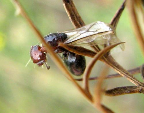 Messor barbarus