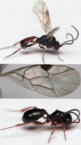 Cryptinae